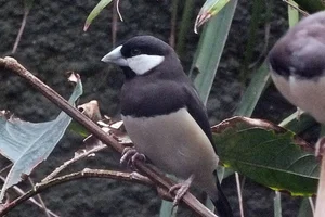 Bruine Rijstvogel