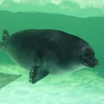 Baikal Seal