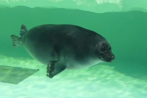 Baikalrob
