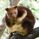 Goodfellow's Tree Kangaroo
