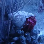 great red hermit crab