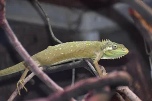 Peruvian Bush Anole