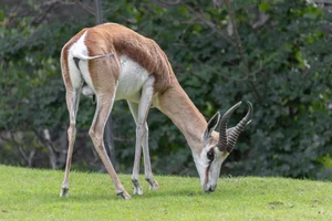 Springbok