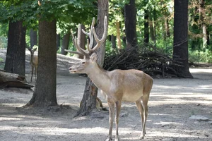 Tarim Red Deer