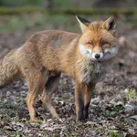 Red Fox