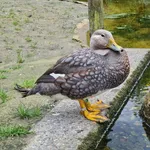 Flying Steamerduck