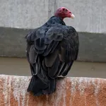 Turkey Vulture