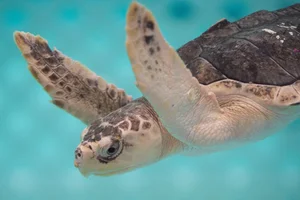 Kemps zeeschildpad