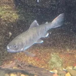 masu