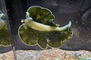 Lettuce Sea Slug