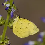 Grass Yellow