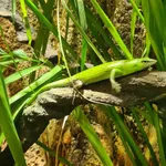 Emerald Skink