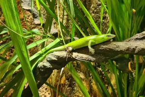 Smaragdskink