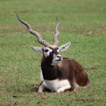 Blackbuck