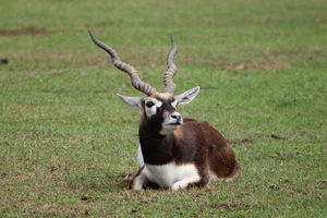 Indische Antilope