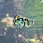 Zebra Archerfish