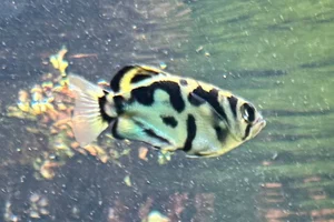 Leopard-Schützenfisch