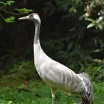 Common Crane