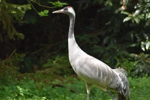 Kraanvogel