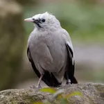 Black-winged Myna