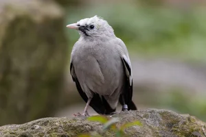 Zwartvleugelmaina