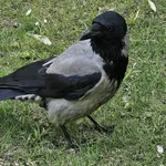 Hooded Crow