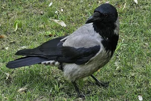 Bonte kraai