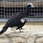 Blue-throated Piping-Guan (Blue-throated)