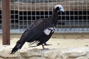 Blauwkeelgoean