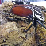 Goliathkäfer