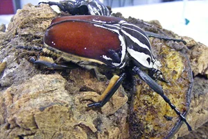Goliathkäfer