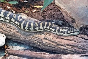 Ruitpython