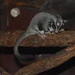 Sugar Glider