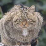 European Wildcat