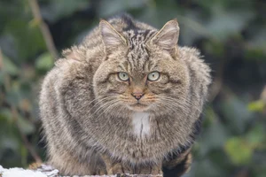 Wilde kat
