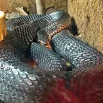 Texas Indigo Snake