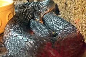 Texas Indigo Snake