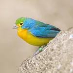Orange-breasted Bunting