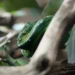 Emerald Tree Boa