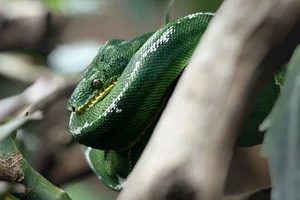 Groene hondskopboa
