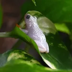 Whitebelly Reed Frog