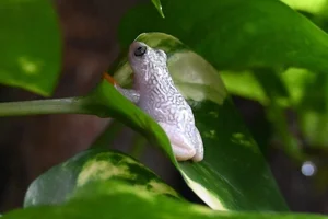 Whitebelly Reed Frog