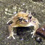 Brongersma's Toad