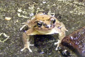 Brongersma's Toad