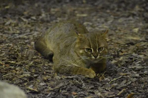 Roestkat
