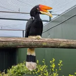 Rhinoceros Hornbill