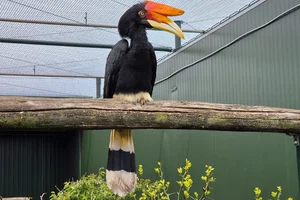 Gewone Neushoornvogel