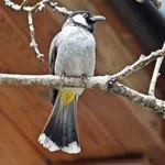 White-eared Bulbul