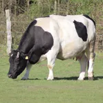 Domestic Cattle