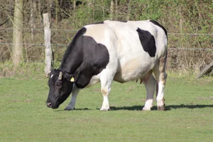 Gedomesticeerd Rund